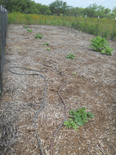 Turnips from Previous Year Seed Sowing