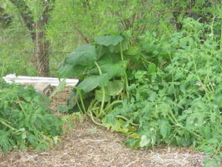 Zucchini Plant Seeded Last Year