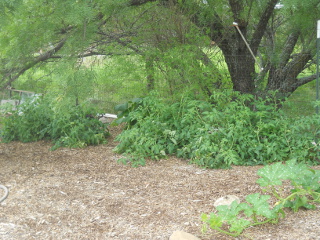 Tomato Plants