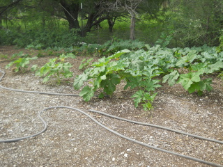 More Okra Plants