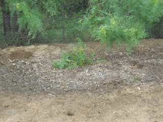 Carrots in Hugelkultur Bed