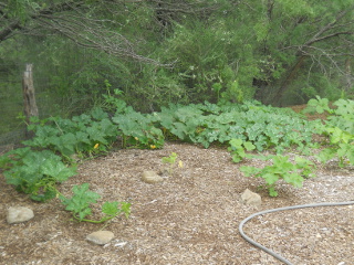 Pumpkin Plant