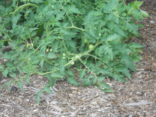 Little Growing Tomatoes