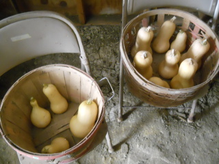 Butternut Squash in Baskets