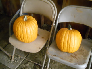 Pumpkins