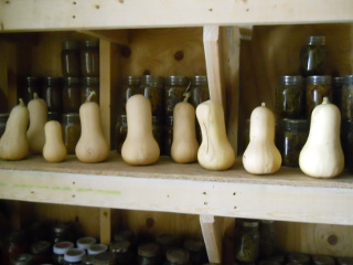 Butternut Squash on Root Cellar Shelf