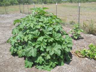 Okra Plants