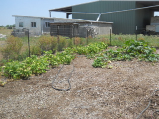 Bean, Butternut Squash, Zucchini Plants