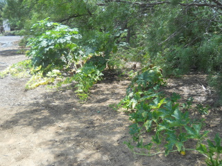 Pumpkin & Okra Plants