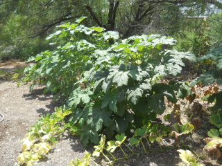 More Okra Plants