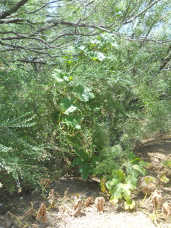 Pumpkin Plant Growing Up Tree