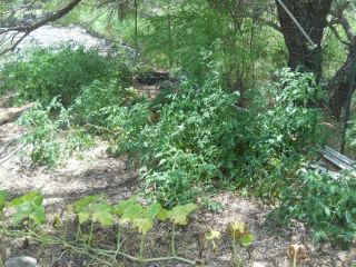 Tomato Plants