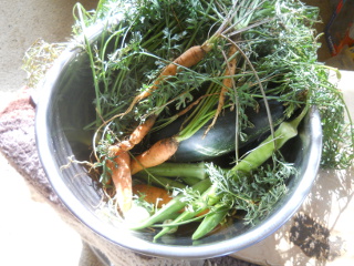 Carrots, Okra & Zucchini