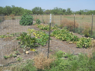 Garden 2 Mid August 2015