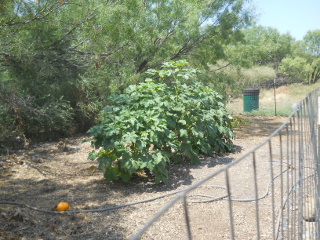 Garden 1 Mid August 2015