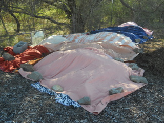 Tomatoes Covered with Blankets for First Freeze