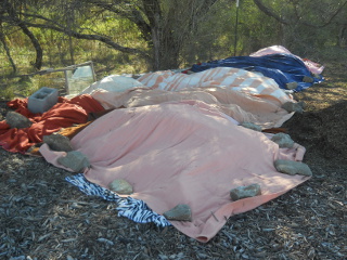 Tomatoes Covered with Blankets for First Freeze