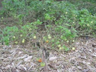 Tomatoes After the Freeze