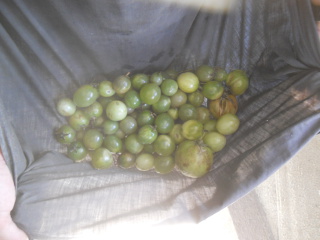 Final Batch of Tomatoes