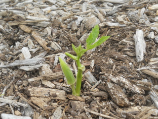 Planted Okra Branch