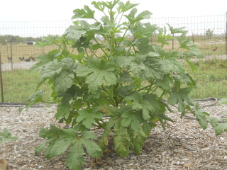 Large Okra Plant