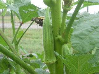 Okra