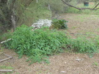 Volunteer Tomato Plant & Zucchini