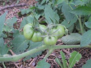 Tomatoes