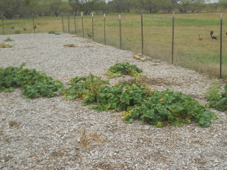 Turnip Plants