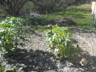 Tomato Cones Around Okra to Elevate Cover Blankets