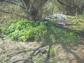 Tomato Plant After Freeze