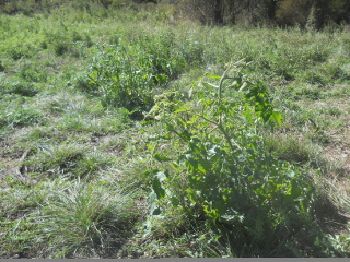 Other Tomato Plants After Freeze