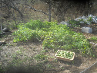 Tomato Plant with Tomatoes Picked