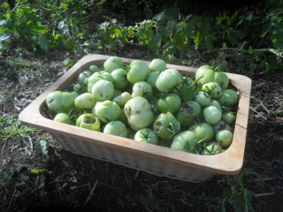 Final Basket Haul of Tomatoes