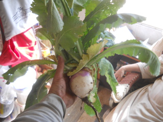 Volunteer Turnip