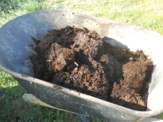 Wheelbarrow of New Composted Soil