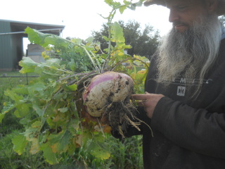 Same Large Winter-Grown Turnip