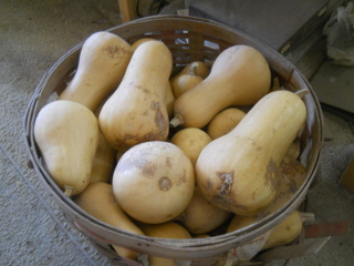 Basket of Butternut Squash