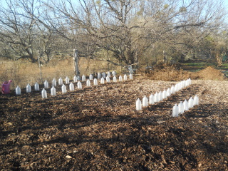 Garden with Many Mini-Greenhouses