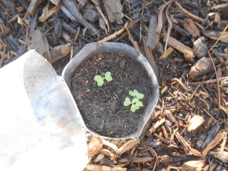 First Seedlings Growing Some More