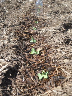 Winter Garden 2016 Peas