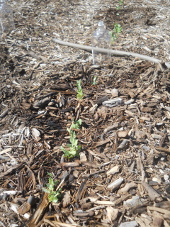 More Winter Garden 2016 Peas