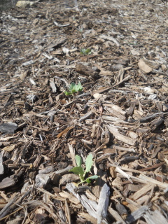 Winter Garden 2016 Cabbage