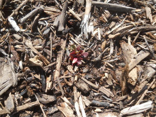 Winter Garden 2016 Beets