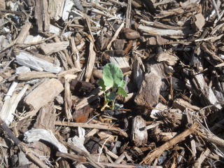 Winter Garden 2016 Broccoli