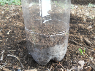 Soil in Mini-Greenhouse