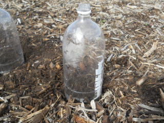 Mini-Greenhouse Set in Garden Mulch Bed