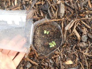 First Mini-Greenhouse Seedling Sprouts