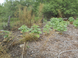 Spring 2017 Okra Plants