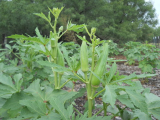 Spring 2017 Okra Fruit